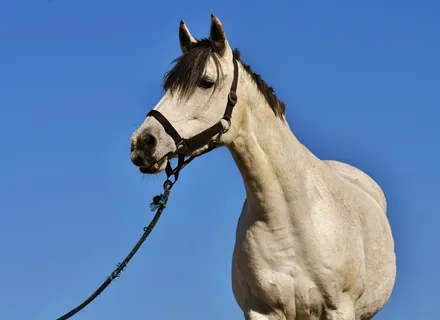 棕色的马，霉菌，天空，蓝色，小马，动物，蓝色的天空，母马