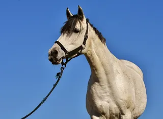 棕色的马，霉菌，天空，蓝色，小马，动物，蓝色的天空，母马