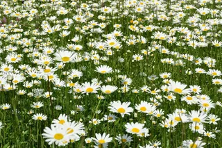 花卉草甸，雏菊，allgäu，玛格丽特草甸，开花植物，花朵，新鲜，脆弱