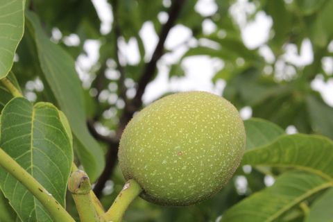 核桃、酸味、干果、植物部位、叶子、生长、绿色、植物