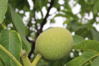 核桃、酸味、干果、植物部位、叶子、生长、绿色、植物