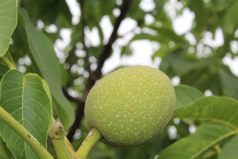 核桃、酸味、干果、植物部位、叶子、生长、绿色、植物 核桃、酸味、干果、植物部位、叶子、生长、绿色、植物