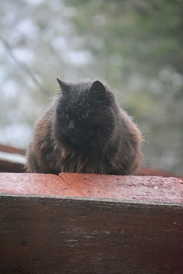 猫的照片
