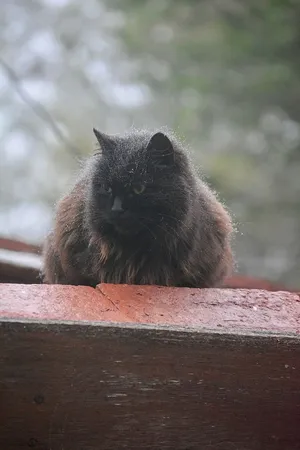 猫的照片