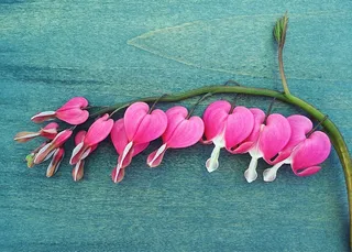 特写, 照片, 粉红色, 鲜花, 流血的心, 春天, 花, 心