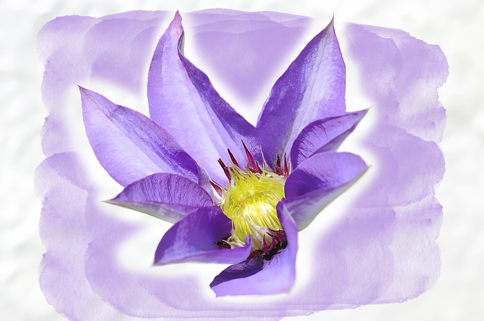 铁线莲，花，开花，开花，蓝色，紫色，绘画，数字绘画