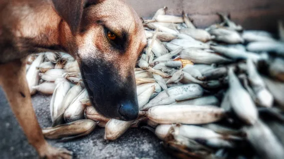 动物，动物主题，哺乳动物，家养动物，家养，一种动物，狗，狗