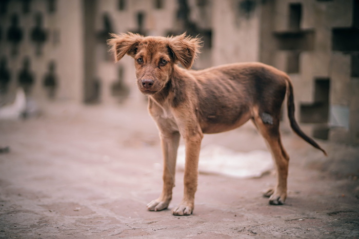 动物、狗、宠物、眼睛、棕色、犬科、特写、家养