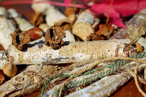 橡子, 树果, 感染, 虫瘿, 切成两半, 德国橡木, 特写镜头, 食物和饮料 橡子, 树果, 感染, 虫瘿, 切成两半, 德国橡木, 特写镜头, 食物和饮料