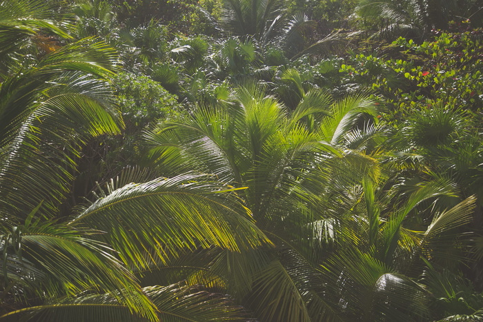 植物、植被、树木、户外、雨林、土地、自然、丛林