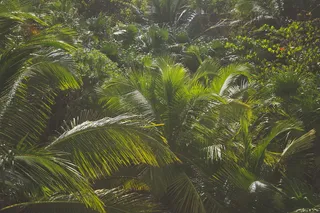 植物、植被、树木、户外、雨林、土地、自然、丛林