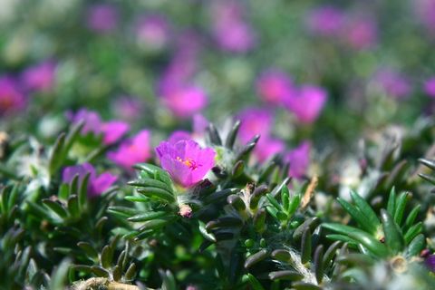 花，草，迷迭香，自然，粉色，植物，开花植物，自然之美