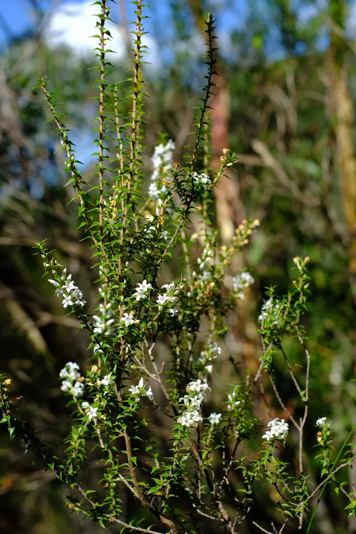 灌木，开花，开花，白色，epacris pulchella，石南绿色，新南威尔士珊瑚石南，瓦伦石南