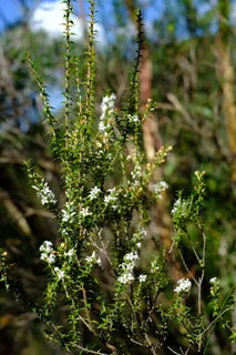 灌木,开花,开花,白色,epacris pulchella,石南绿色,新南威尔士珊瑚石南,瓦伦石南 灌木,开花,开花,白色,epacris pulchella,石南绿色,新南威尔士珊瑚石南,瓦伦石南