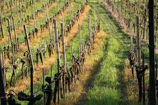 土地管理，藤蔓，股票，藤蔓股票，桩，草绿色，农业，农村场景