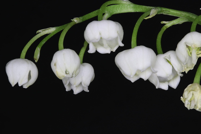 自然，微距摄影，山谷百合，新鲜，特写，黑色背景，工作室拍摄，没有人