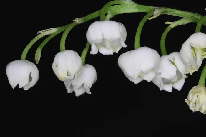 自然，微距摄影，山谷百合，新鲜，特写，黑色背景，工作室拍摄，没有人