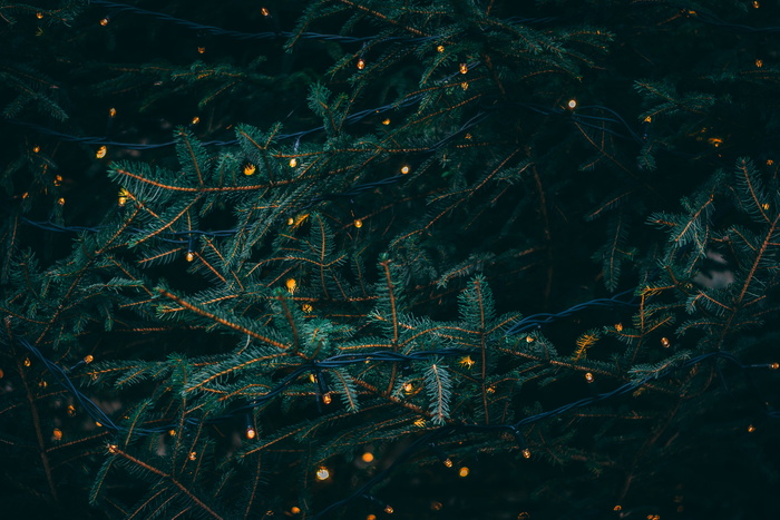 萤火虫绿松树
