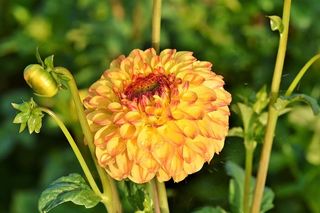 大丽花，大丽花芽，花，芽，大丽花花园，花园植物，开花，开花