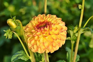 大丽花，大丽花芽，花，芽，大丽花花园，花园植物，开花，开花