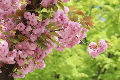 春天,春天的花朵,自然,花朵,植物,季节,花园,开花 春天,春天的花朵,自然,花朵,植物,季节,花园,开花