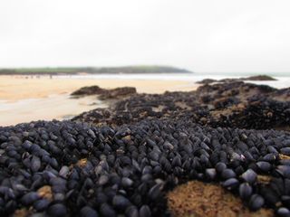 海滩，陆地，海洋，无人，水，岩石，选择性聚焦，自然