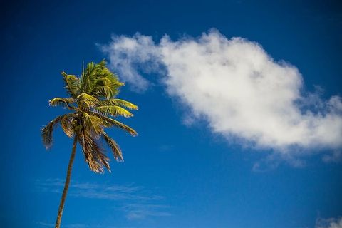 海滩、云、假日、棕榈树、天空、假期、皇室图像、自然