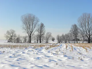 雪草地，冬季，玉米地，冬季，寒冷温度，雪，树，光秃秃的树