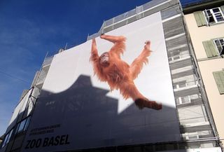 房屋、立面、面板、隐私、猴子、低角度视图、哺乳动物、动物