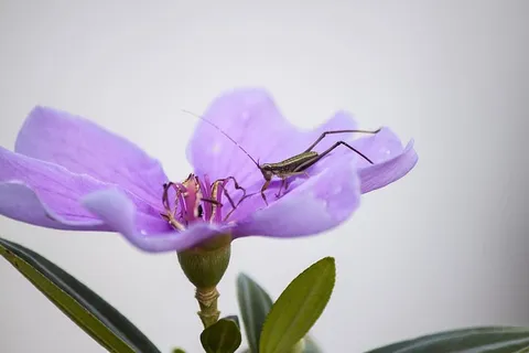 紫色花朵上的草蜢 紫色花朵上的草蜢