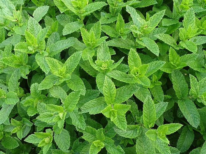 绿叶植物，摩洛哥，薄荷，薄荷，摩洛哥薄荷，提米兹，茶树，绿薄荷