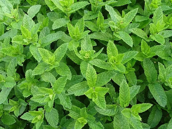 绿叶植物，摩洛哥，薄荷，薄荷，摩洛哥薄荷，提米兹，茶树，绿薄荷