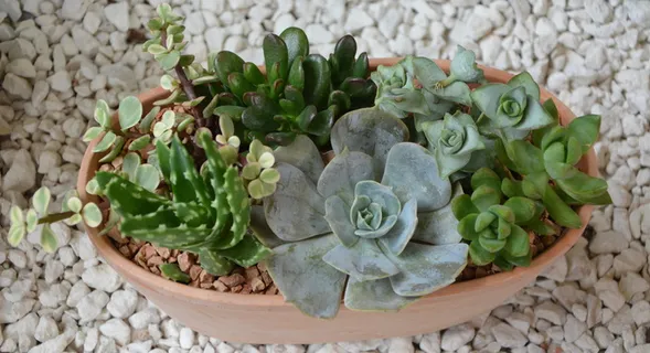 成分绿色植物,产品,自然,礼物,花卉成分,绿色,多汁植物,植物 成分绿色植物,产品,自然,礼物,花卉成分,绿色,多汁植物,植物