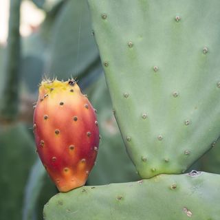 花椒梨，仙人掌，温室，花椒梨，仙人掌，仙人掌温室，花椒，刺，植物