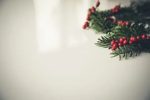 白色混凝土墙旁的圣诞冬青树 白色混凝土墙旁的圣诞冬青树