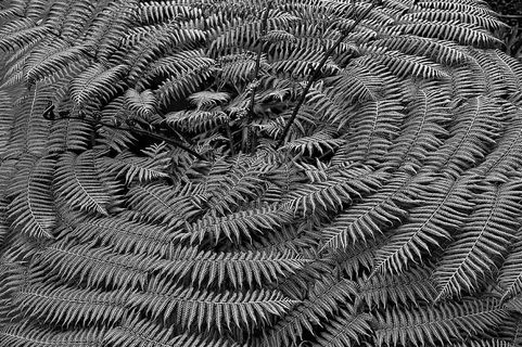 自然、冰、户外、地毯、雪、霜、植物、酒店山