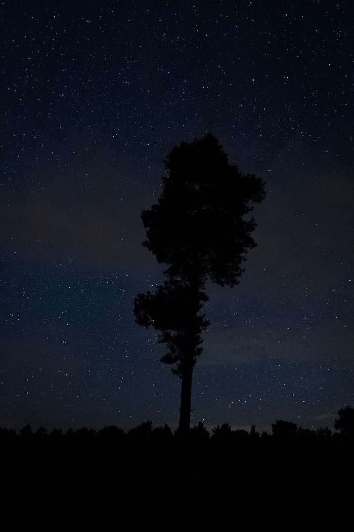 自然，夜晚，夜间摄影，夜空，星星，树木，自然摄影，德国
