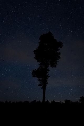 自然，夜晚，夜间摄影，夜空，星星，树木，自然摄影，德国