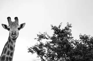 长颈鹿，树，白色，黑色，黑白，动物主题，动物，哺乳动物