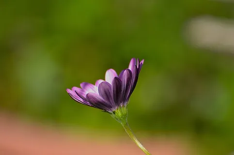自然、花朵、植物、花园、叶子、夏天、光明、草 自然、花朵、植物、花园、叶子、夏天、光明、草