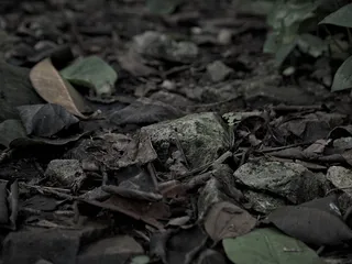 植物，叶子，地面，石板，岩石，花，花，树