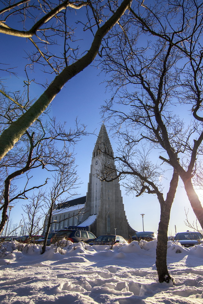 冰岛, 雷克雅未克, Hallgrimskirkja, 树, 雪, 冬天, 寒冷的温度, 光秃秃的树