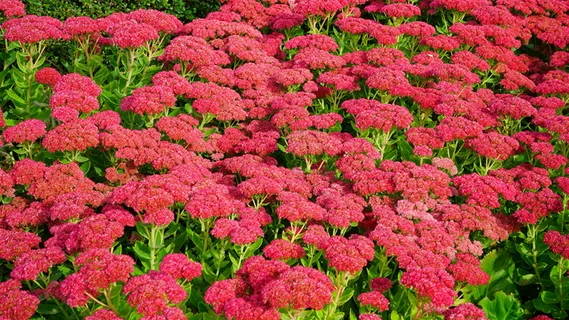 大自然,花朵,花园,花瓣,美丽,盛开,盛开,盛开 大自然,花朵,花园,花瓣,美丽,盛开,盛开,盛开