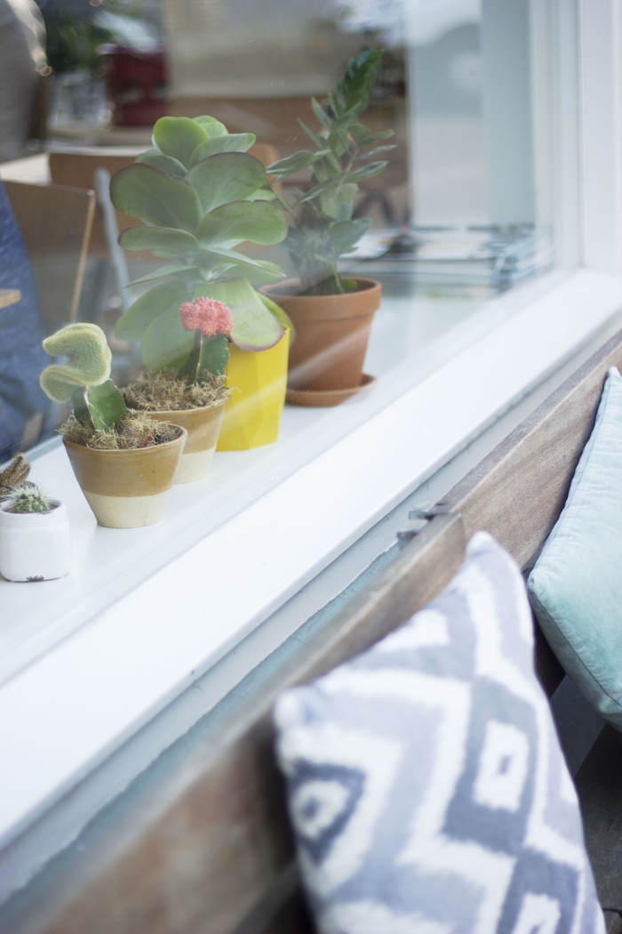 植物、仙人掌、窗户、室内、时尚、鹿特丹、热点、咖啡