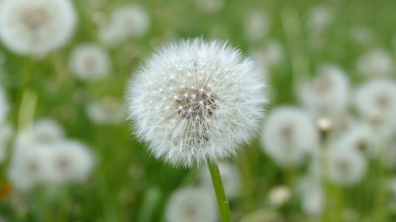 蒲公英,种子,褪色,白色,花丝,植物,花,开花植物 蒲公英,种子,褪色,白色,花丝,植物,花,开花植物