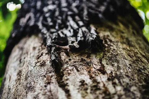 穿过森林漫步莫兹