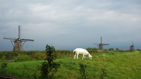 山羊、磨坊、风车、景观、草地、金德迪克、文化遗产、天空