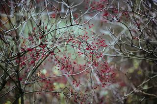在秋天的森林里散步