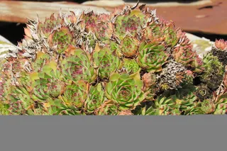 虎耳草状，不完整，双子叶植物，绿色，植物，仙人掌，生长，特写