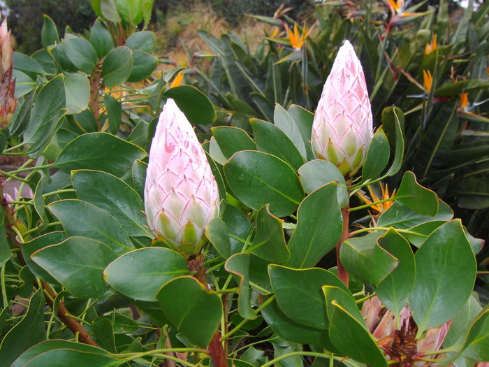 金丝雀、花、豆荚、自然、植物、叶、花瓣、粉红色